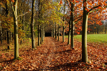 Path covered by fallen leaves