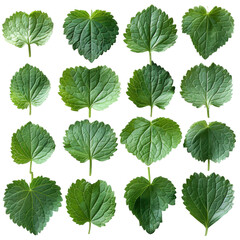 Diverse Green Leaves Collection, showcasing various shapes and shades, emphasizing natural beauty and botanical diversity Isolated on white background or PNG