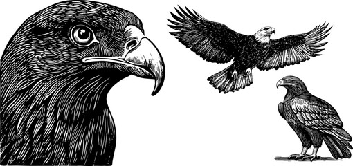 Vintage vector set of hawk, falcon and eagle illustrations. Engraved sketches with spread wings and head in black and white.