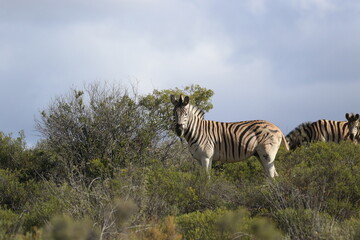 Zebra in the wild