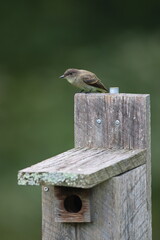 An Eastern Phoebe on a bluebird box