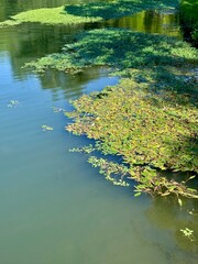 view of a stream covered in aquatic vegetation with floating leaves in peaceful water on a sunny summer day
