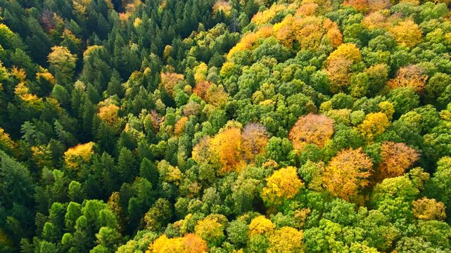 Blue Ridge Mountains, Georgia Drone flyover of mountain forest of trees changing colors in Chattahoochee-Oconee National Forest.