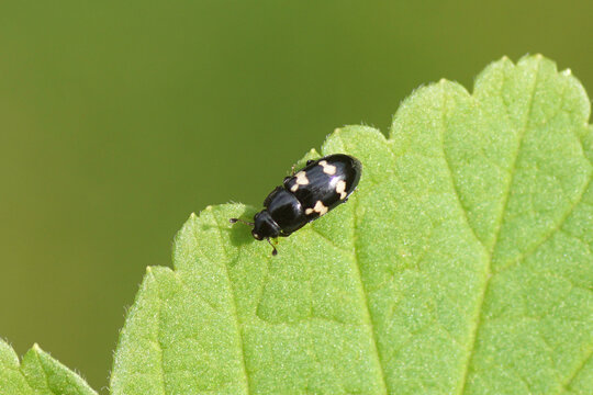 Smal black beetle Glischrochilus quadriguttatus on a leaf. Subfamily Cryptarchinae. Family Sap beetles (Nitidulidae). Spring, May, Netherlands