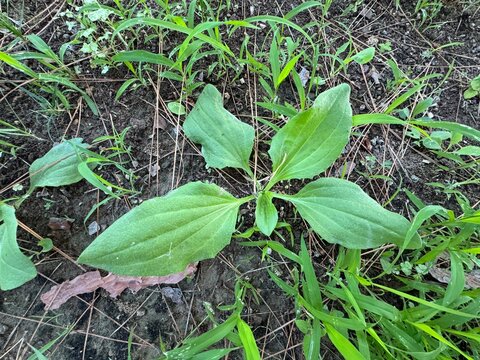Plantain is large (Plantago major, Plantago borysthenica) grows in the wild. Plantain large plant close-up shot. The broadleaf plantain, white man's footprint, waybread, or greater plantain.