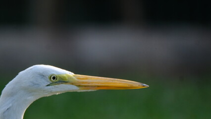Great egret (Ardea alba) 