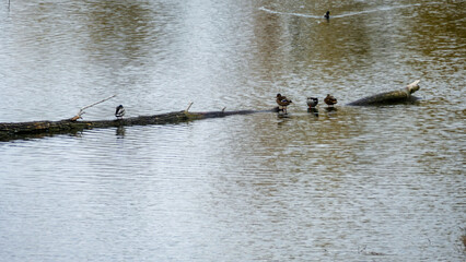 birds, ducks, beautiful, floats, stone shores, river, lake, reflected in water, trees, yellow-red, leaves, colors, cloudy, autumn,