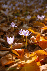 Delicate crocuses bloom amidst the autumn leaves, showcasing nature's beauty in transition.