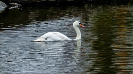big white swan, beautiful, floating, stone shores, river, lake, reflected in water, trees, yellow-red, leaves, colors, cloudy, autumn, 