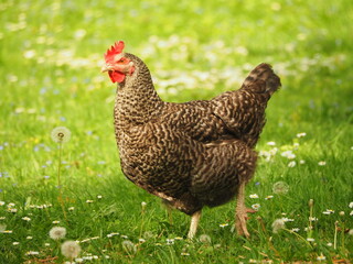 Hen (Gallus gallus domesticus) on the grass, colorful hen