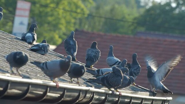 Feral pigeons (Columba livia domestica) on the roof, breeding pigeons ringed