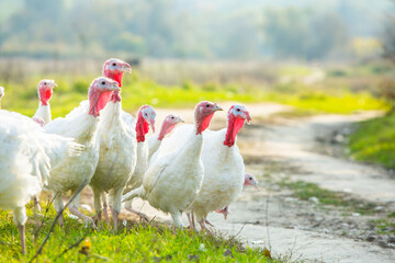 A group of white turkeys was walking around the farm.