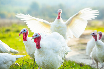 A group of white turkeys was walking around the farm.