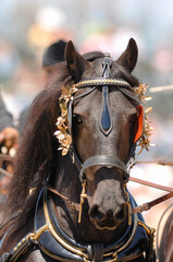 Obraz premium headshot or portrait of friesian horse in driving harness pulling a carriage ears forward vertical equine portrait of purebred friesian with room for type and masthead shot head on with ears forward