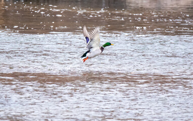 duck in flight