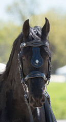 Obraz premium headshot or portrait of friesian horse in driving harness pulling a carriage ears forward vertical equine portrait of purebred friesian with room for type and masthead shot head on with ears forward