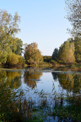 Autumn landscape of a blue lake and yellowing trees. Yellow-green trees by the river in the morning.