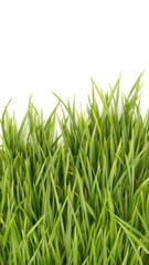 Fototapeta premium Fresh green grass isolated on a clean white background, natural, nature