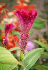 Celosia cristata - plant flower
