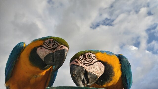 Aves guacamayas en la ciudad