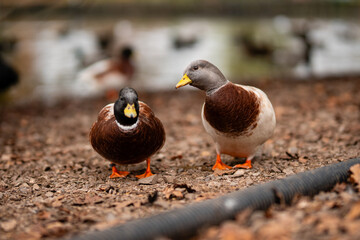 two ducks