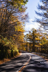 
美ヶ原へ向かう紅葉のアザレアライン　
