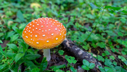 Fly agaric mushroom or amanita muscaria with red and orange caps in forest clearing. Inedible, poisonous and toxic mushrooms. Decoration of forest