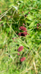 Sanguisorba officinalis or great burnet is herbaceous perennial plant in family Rosaceae, subfamily Rosoideae. Field or meadow medicinal plants. Vertical image