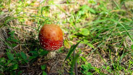 Fly agaric mushroom or amanita muscaria with red and orange caps in forest clearing. Inedible, poisonous and toxic mushrooms. Decoration of forest