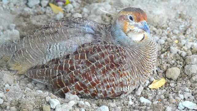 Grey Francolin (Francolinus pondicerianus) Resting on the Ground &ndash; 120fps Slow Motion Footage