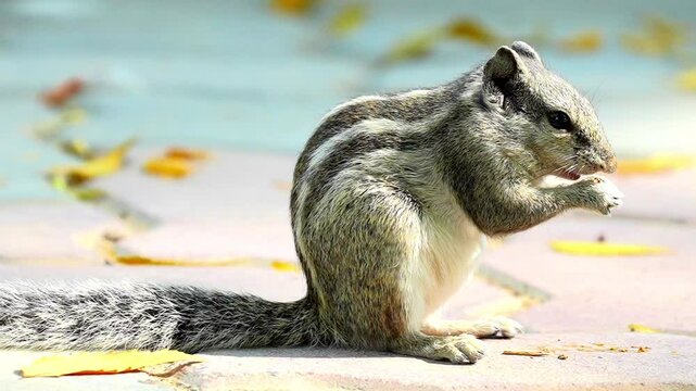 Indian Palm Squirrel (Funambulus palmarum) Eating on the Ground &ndash; 120fps Slow Motion 