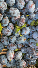 Fresh plums on display at a local market, perfect for culinary use, seasonal recipes, and healthy eating campaigns.