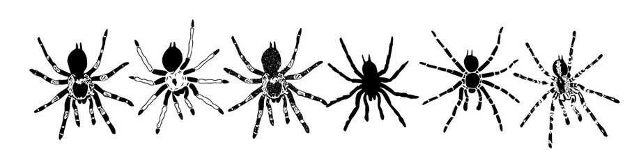 Spider icons set. Flat, icons of different types of spiders, set of spiders. . hand drawing. Not AI, Vector illustration