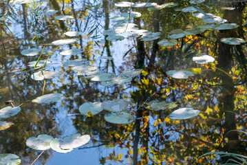 Lily pads in a pond of water with reflections of the surrounding trees. We are in the river Stella...