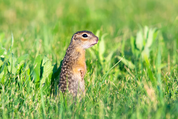 Cute Ground Squirrel Standing in Green Grass Outdoors.