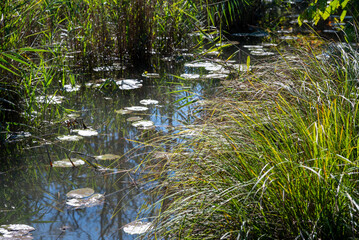 A tranquil marsh pool with lily pads reflecting the sky, surrounded by tall grasses , a corner of the river Stella. Nature's serene beauty in this hidden oasis.