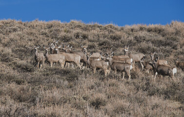 herd of deer