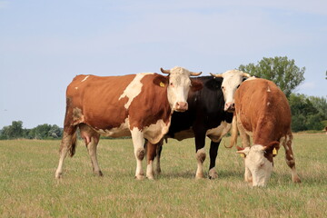 Grazing cow.