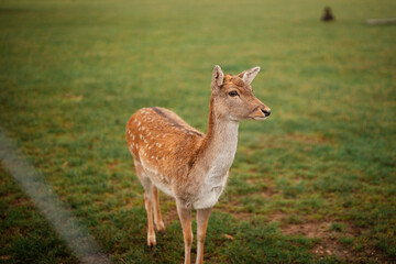 Sigil deer on the grass