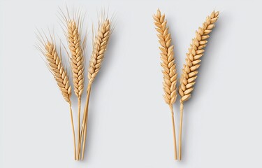 Triticale ear. Stock Photograph by rawpixel.