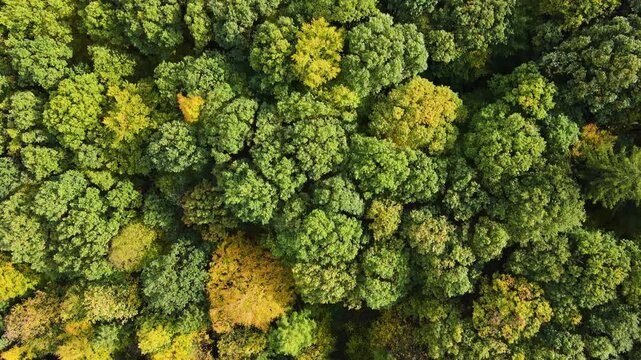 Blue Ridge Mountains, Georgia Drone flyover of mountain forest of trees changing colors in Chattahoochee-Oconee National Forest.
