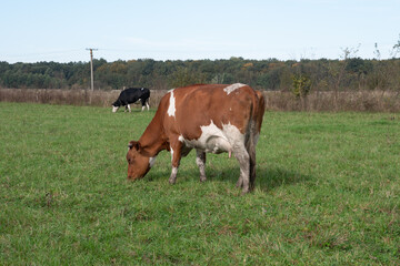 Obraz premium Cows graze in the pasture. Agriculture. Cattle breeding.