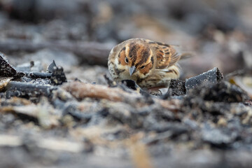 Little bunting (Emberiza pusilla) - Zwergammer