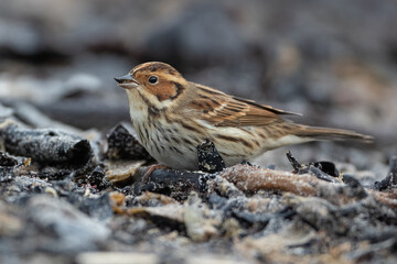 Little bunting (Emberiza pusilla) - Zwergammer