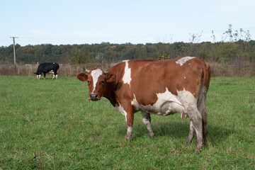 Cows graze in the pasture. Agriculture. Cattle breeding.