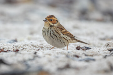 Little bunting (Emberiza pusilla) - Zwergammer