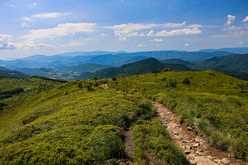 landscape in the summer