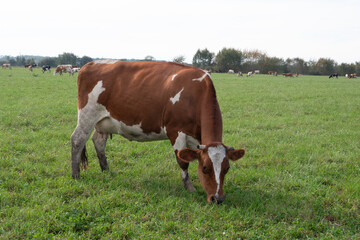 Obraz premium Cows graze in the pasture. Agriculture. Cattle breeding.