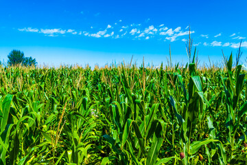 Fototapeta premium Lively and vibrant corn plants are thriving beautifully in sunny weather with a clear blue sky above them