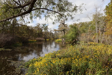 South Louisiana beautiful swap views.